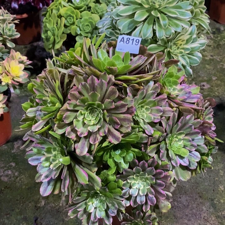 花脸粉黛多肉植物819