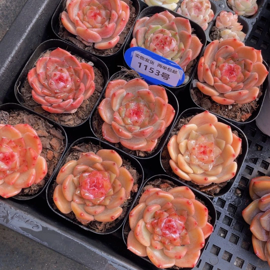 1153号草莓果酱大单头一个