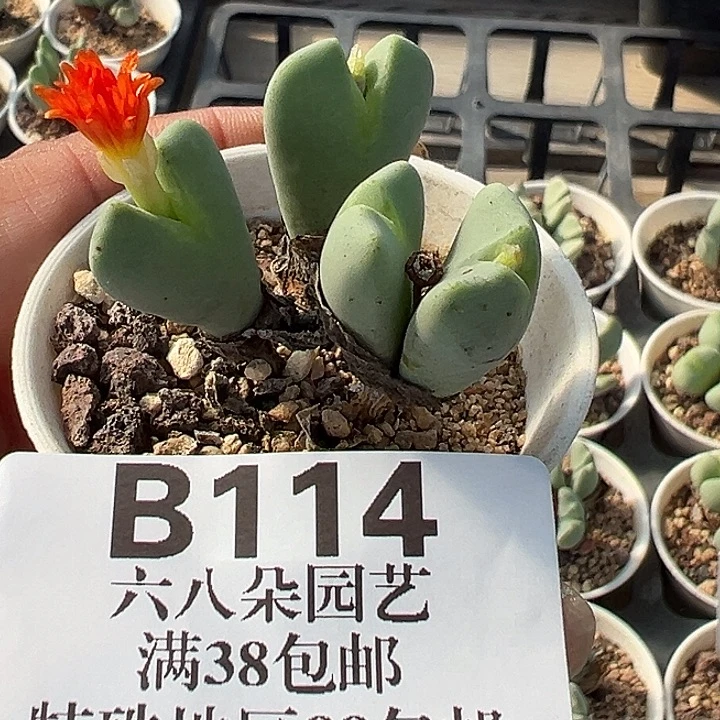 无花朵114号少将军