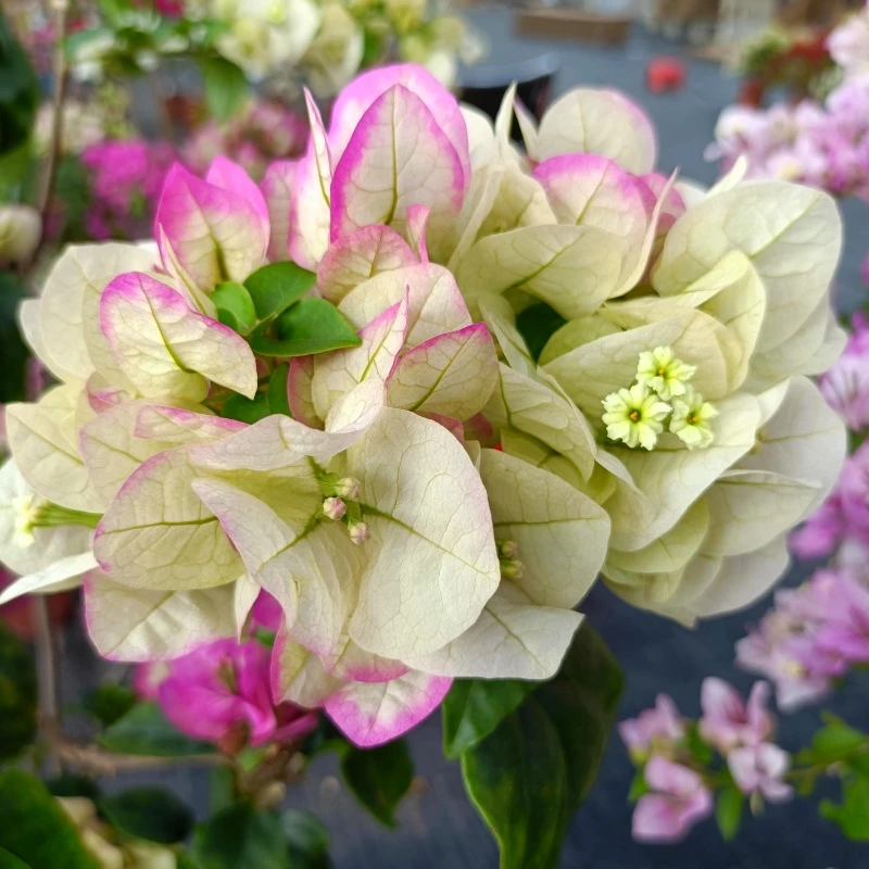 三角梅精品老桩飘枝盆景 一物一拍