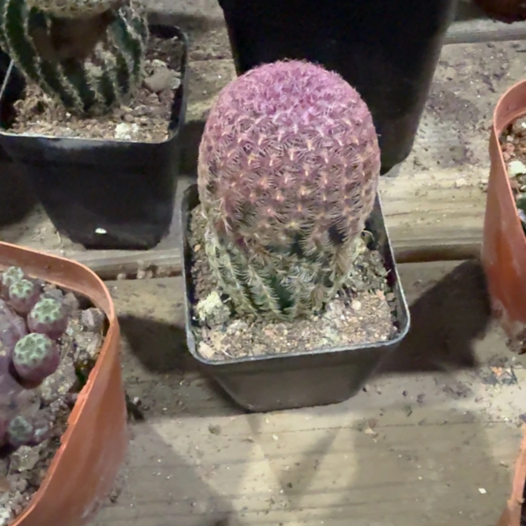 红太阳刺缀化带盆带土