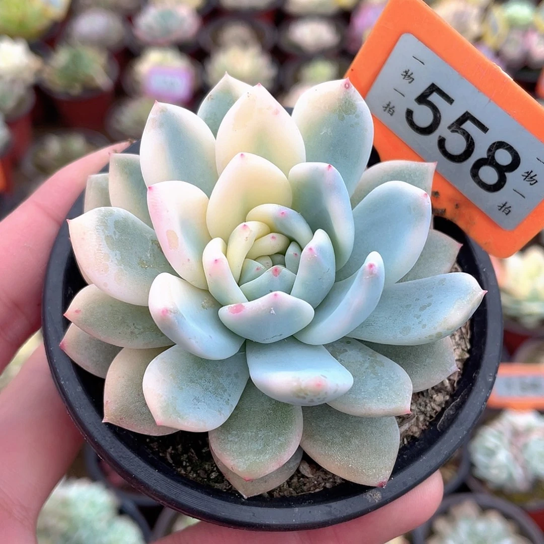 梦露锦558号多肉植物