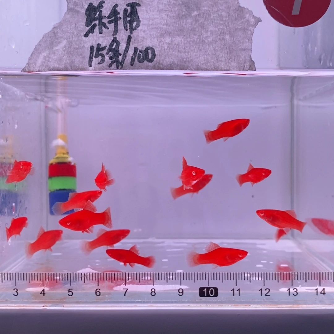红剑鱼高鳍红剑练手用15条