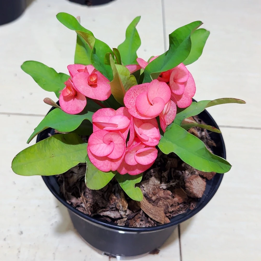 完全开放两个女孩直播间一物一拍