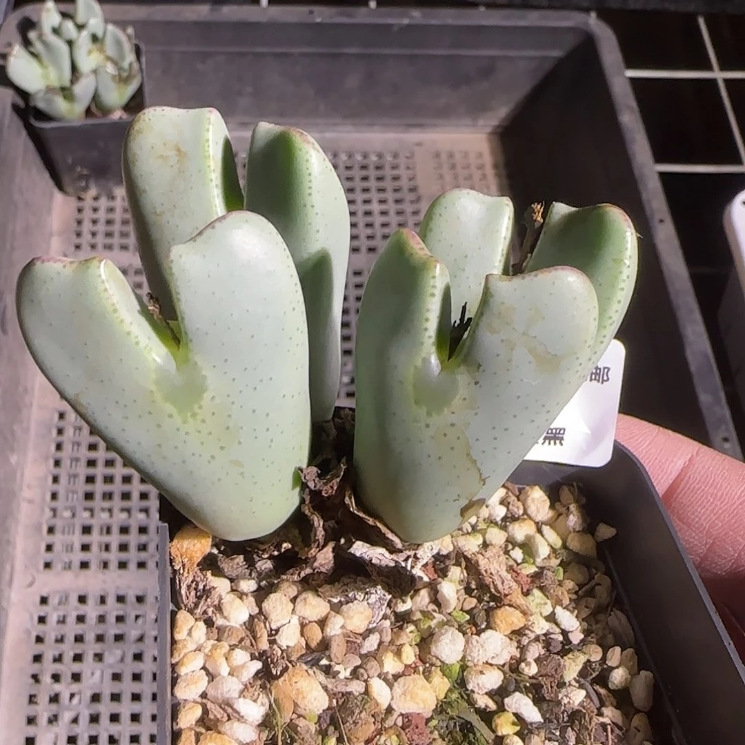 119号，清理，18包邮