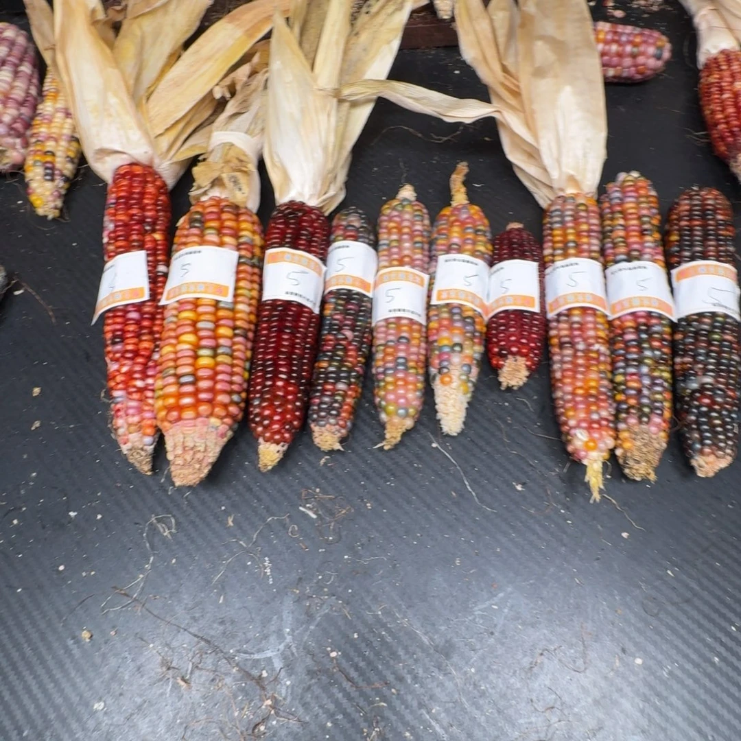 *****柏香籽/百香籽吊坠