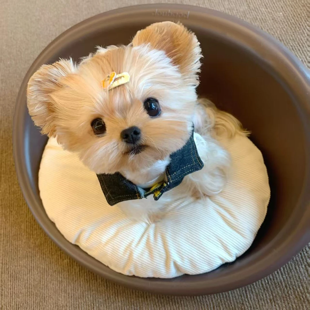约克夏活体幼犬