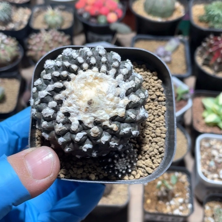 329无刺墨碟仙人球