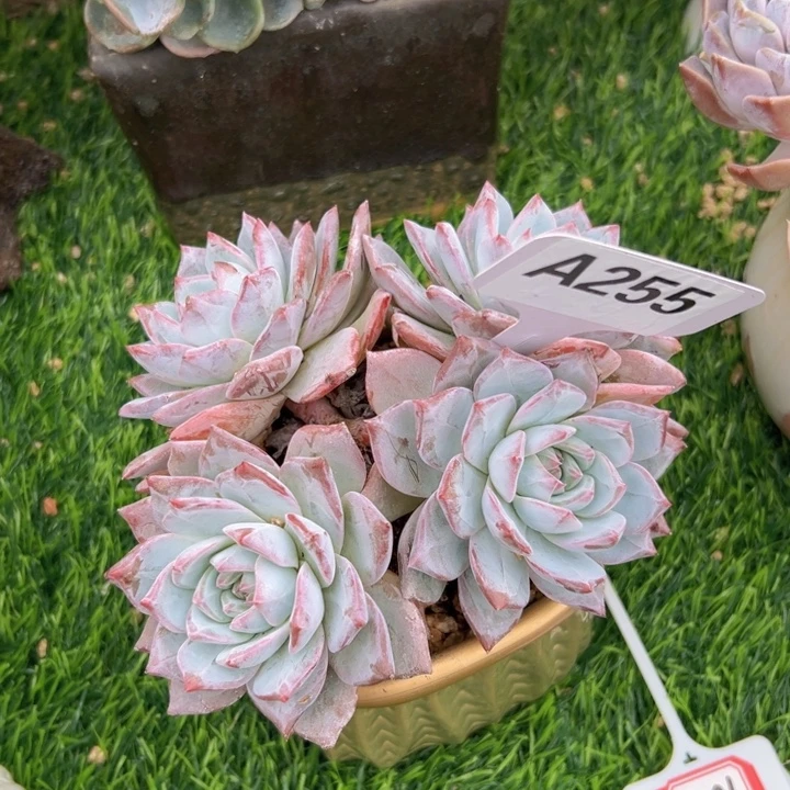 ꕥ***ঞA255粉蓝鸟多肉植物