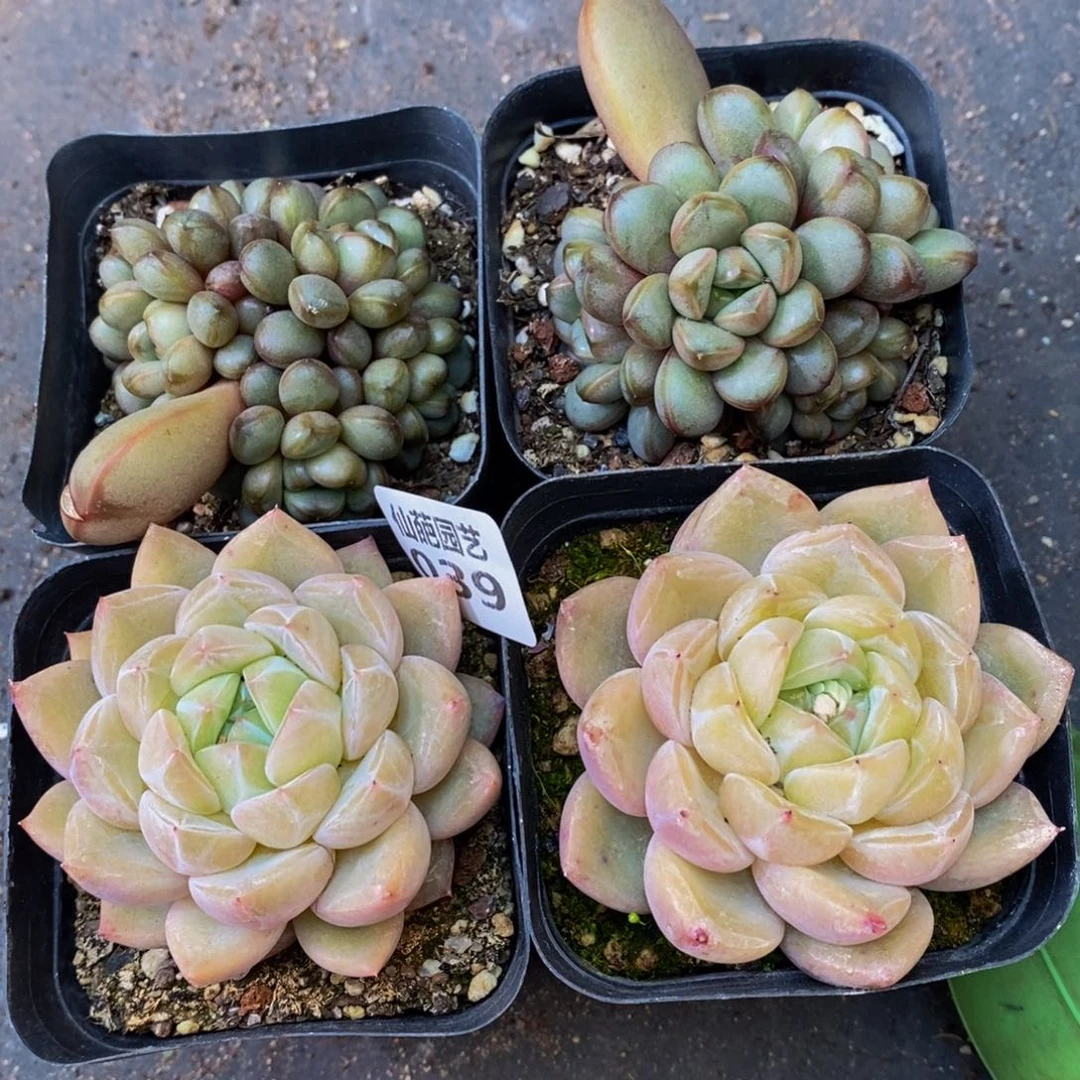 桔****0039的人和我一起看