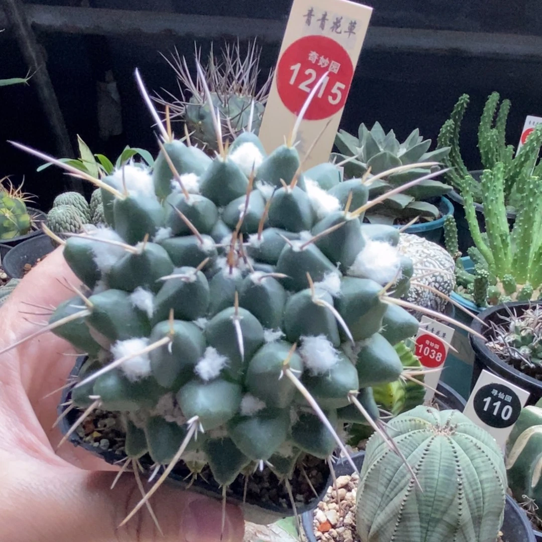 实生雪顶狂刺瓦格纳乳突7.7cm