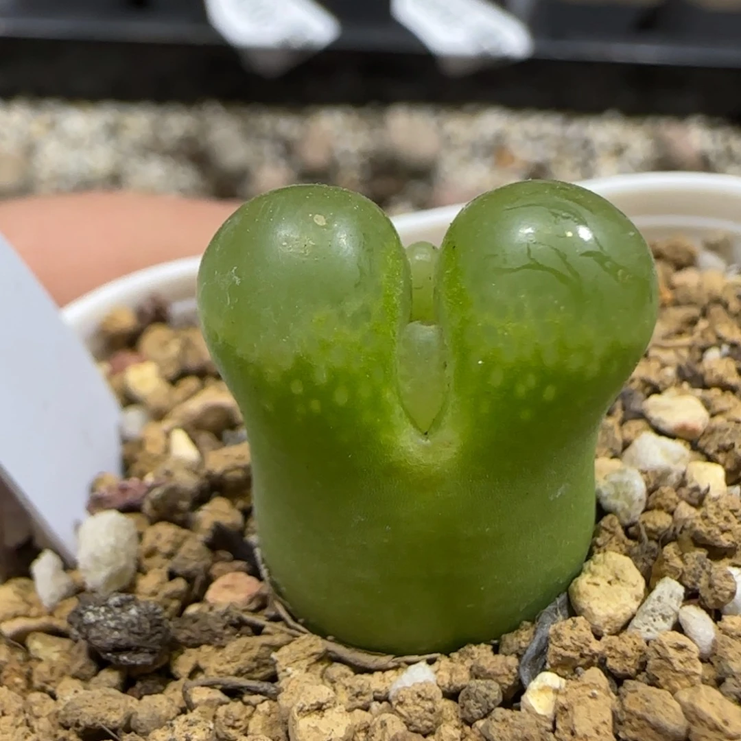 12.2。脱土发。1810.1。  2043