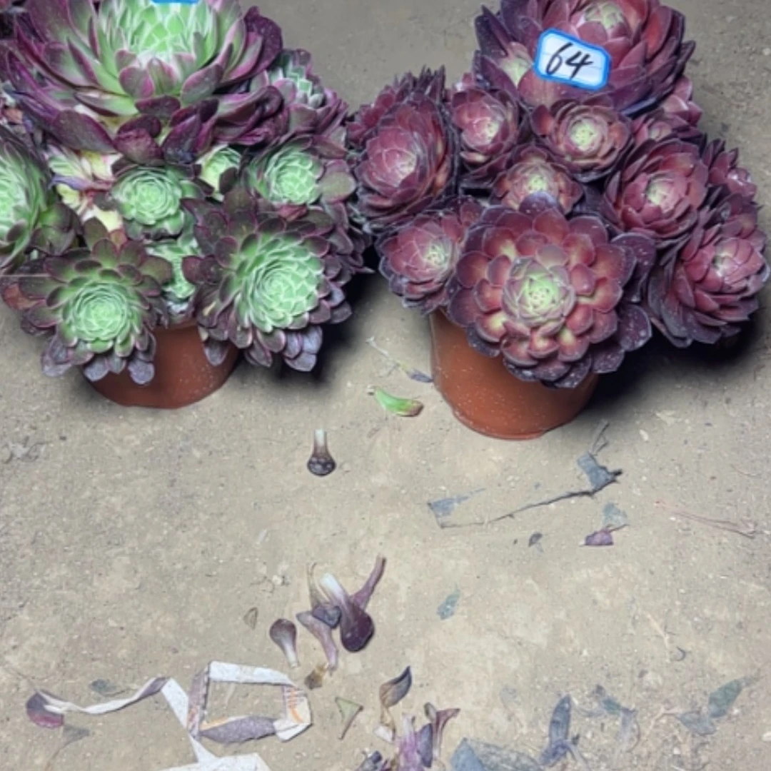 【闪购商品】多肉植物海王桃花石64