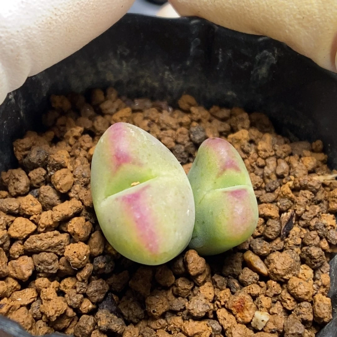 多肉植物肉锥杂交K-757