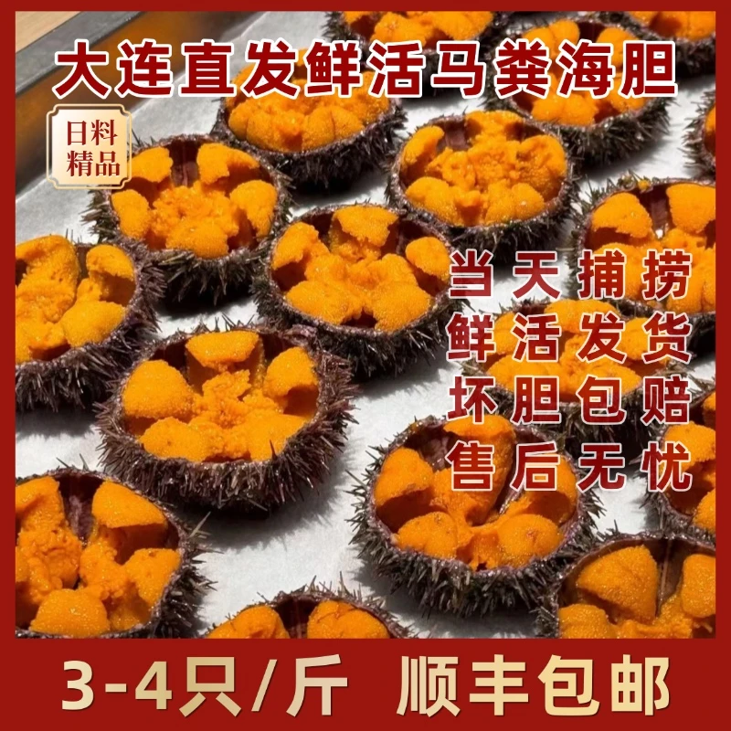 大连源头鲜活马粪海胆黄金胆空运全国坏胆包赔日料刺身海胆自由
