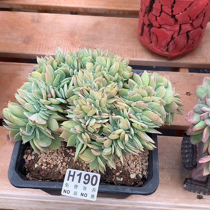 韩版白凤缀化 非偏远38包邮节后发货