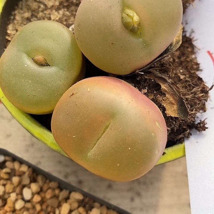 1530母本冰魄一颗。