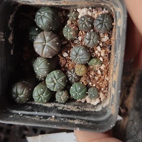 当前无花栽培后可以开花114一盆苗