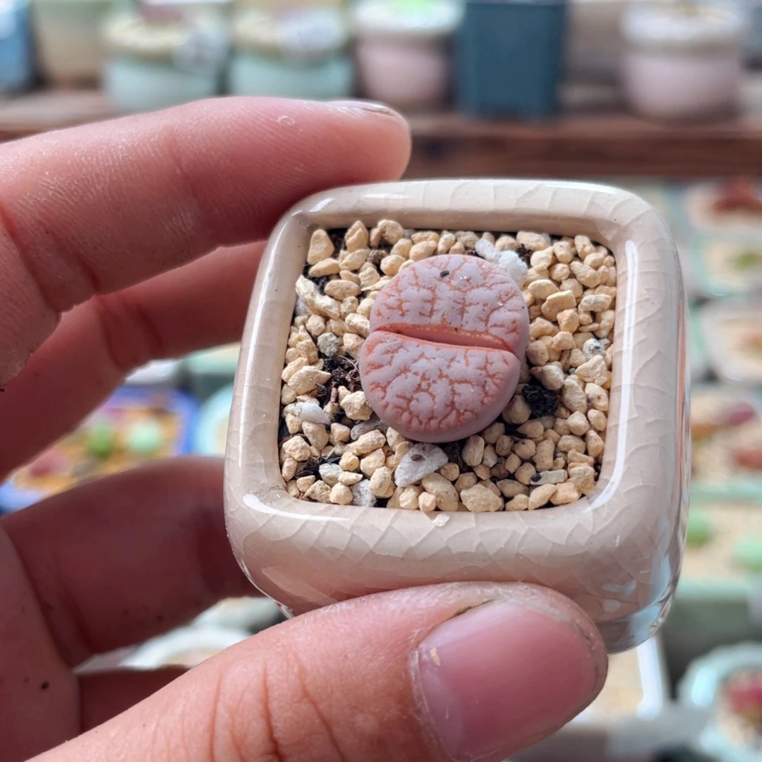 无花朵0030 -一物一拍 带盆