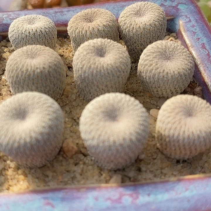实生月世界2颗。