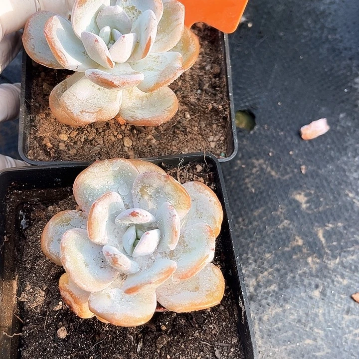 奶茶1900号码牌子的