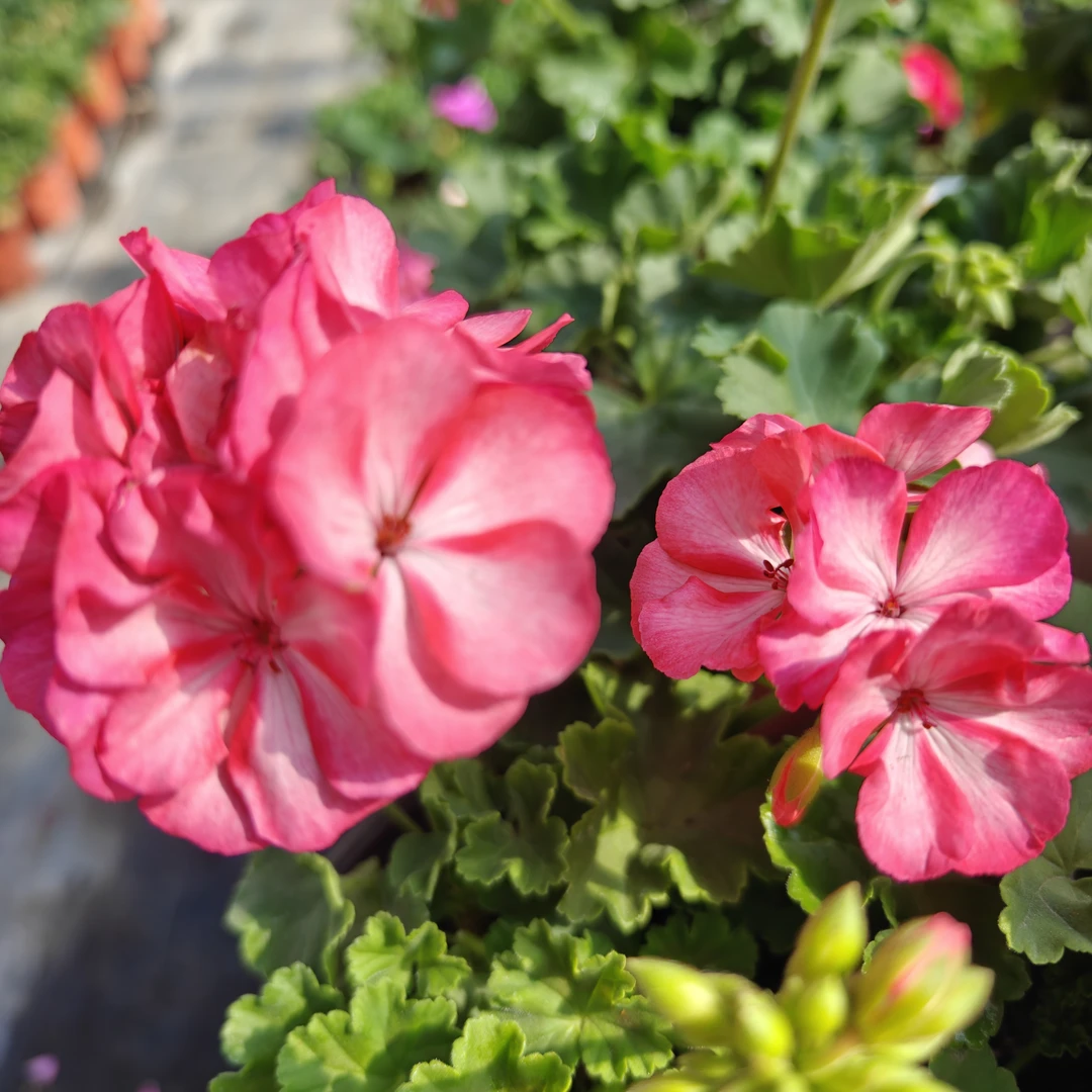 新疆包邮，火烈鸟天竺葵盆栽大花四季开花带花苞室内阳台好养花卉