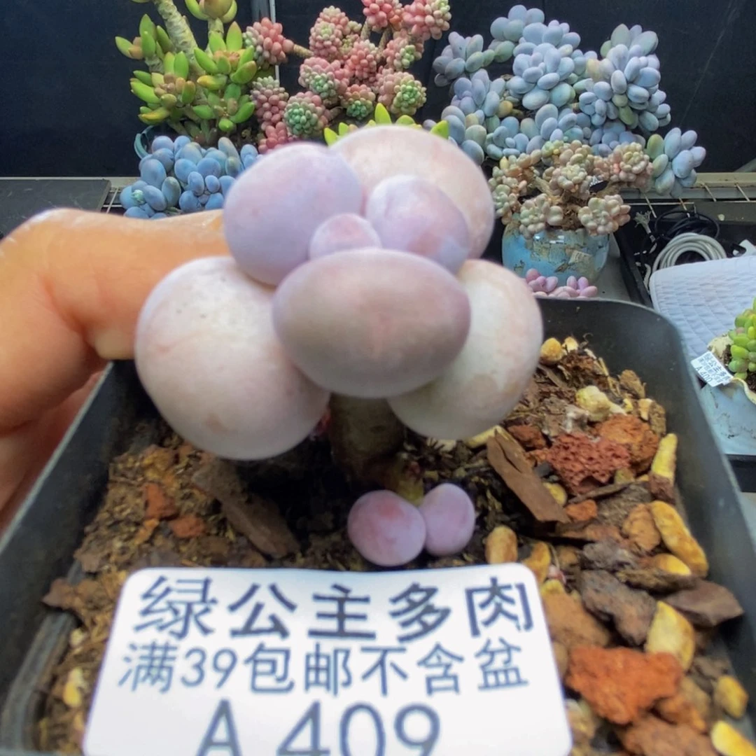 409橙奶多肉肉2c m