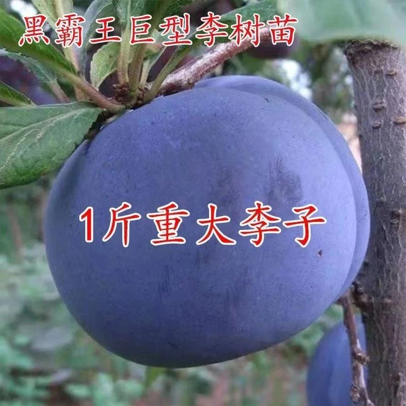 嫁接特大黑霸王李子树苗脱骨苗南方北方种植盆栽地栽当年结果
