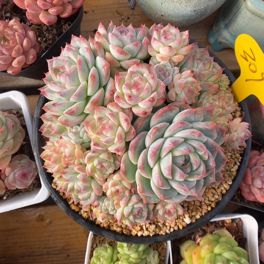 老桩珍妮群生309号。