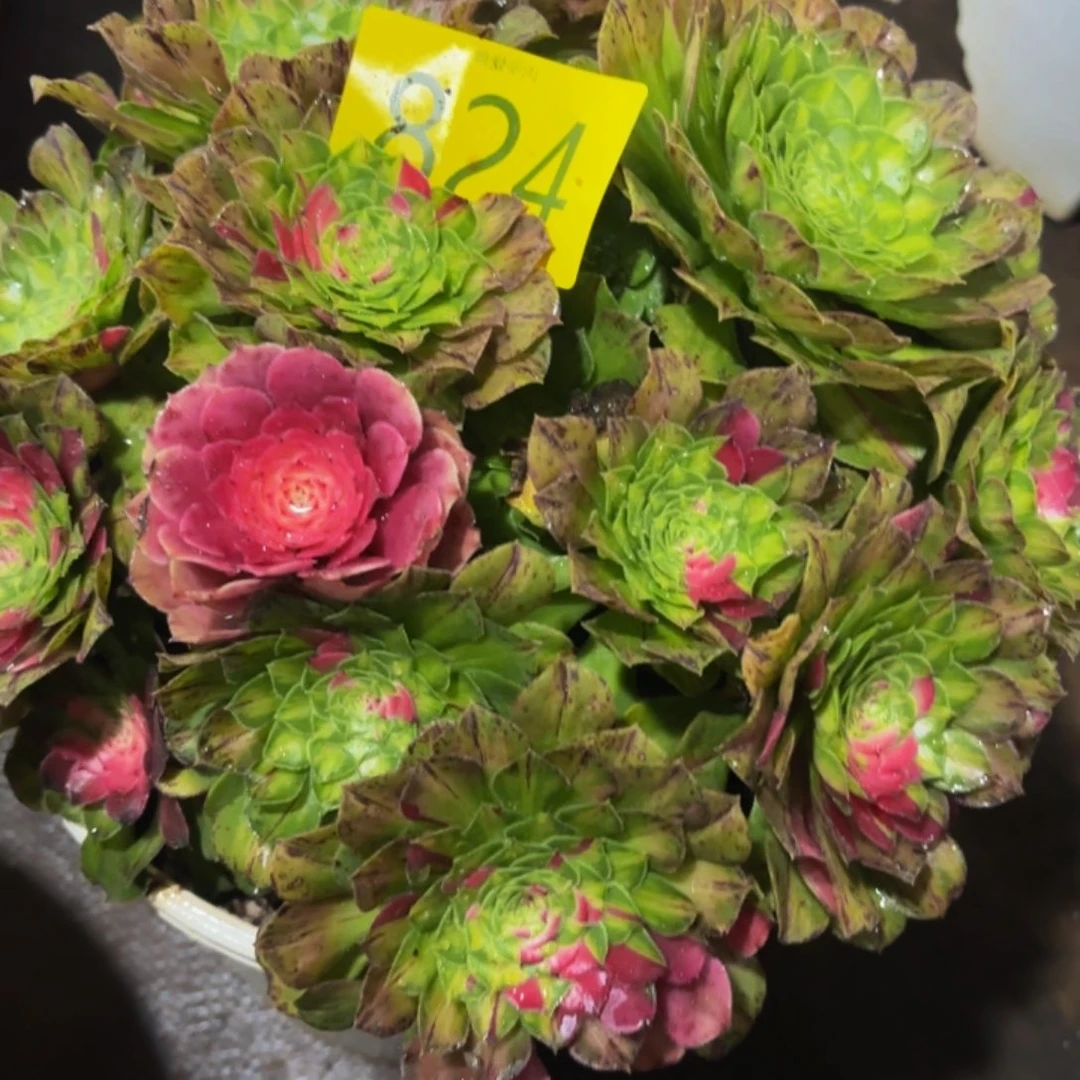 哈哈多肉葡萄福利824