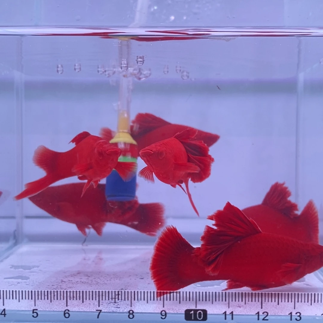用***1红剑鱼高鳍红剑成鱼3公3母