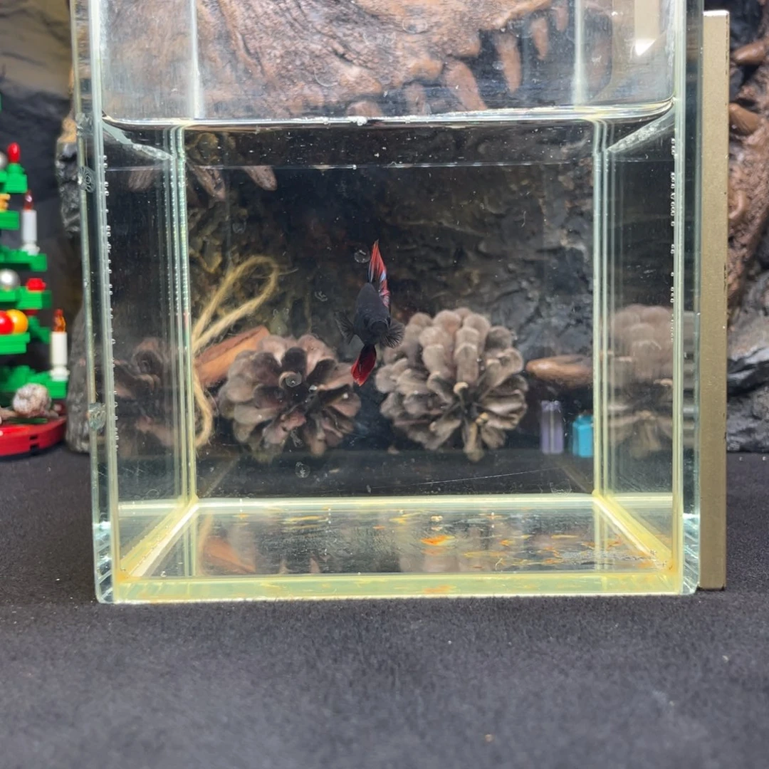 斗鱼十二月二十九日竞价