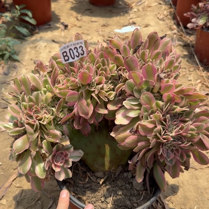 女巫缀……多肉植物……