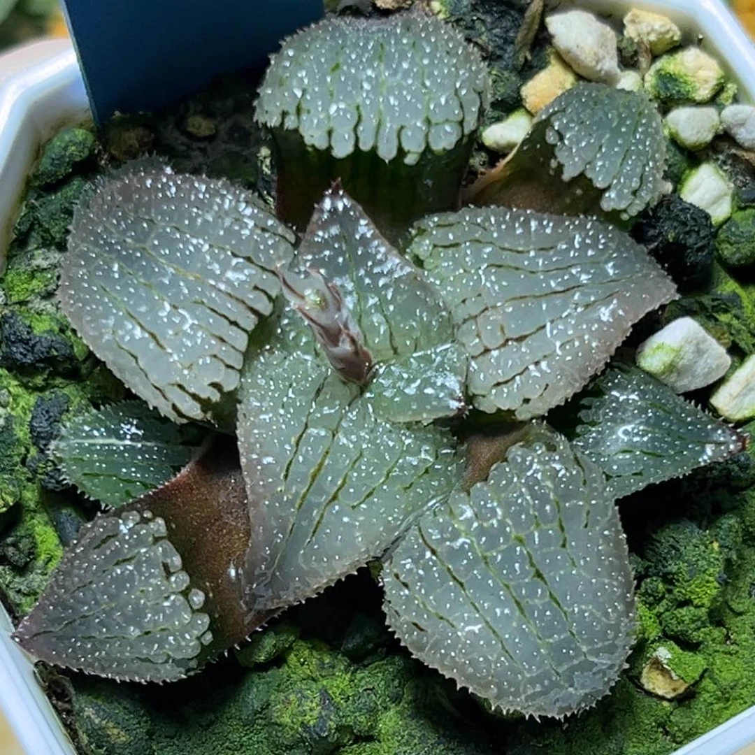 恭喜发财大吉大利527