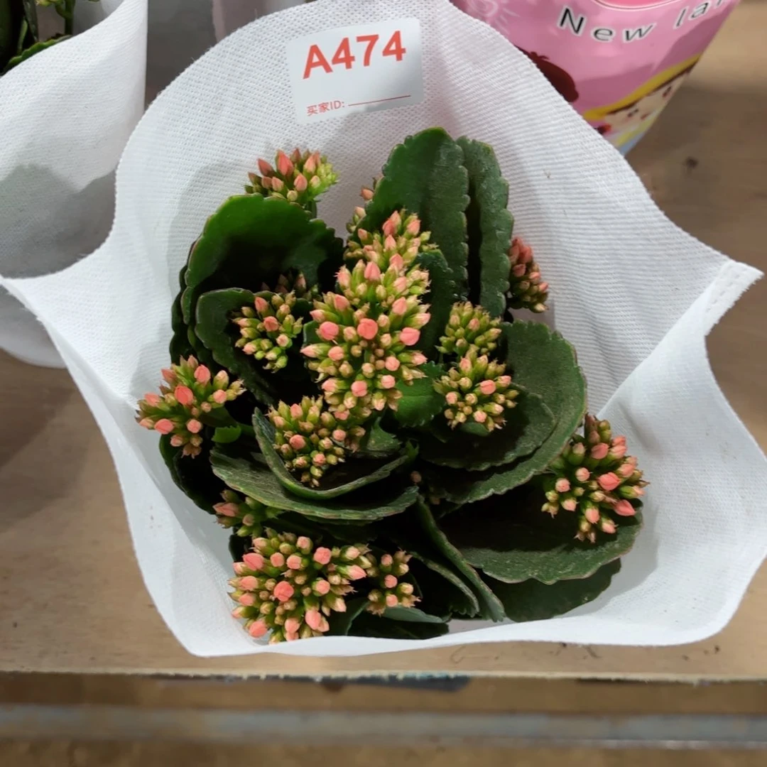 A474伊斯拉单瓣长寿花一颗