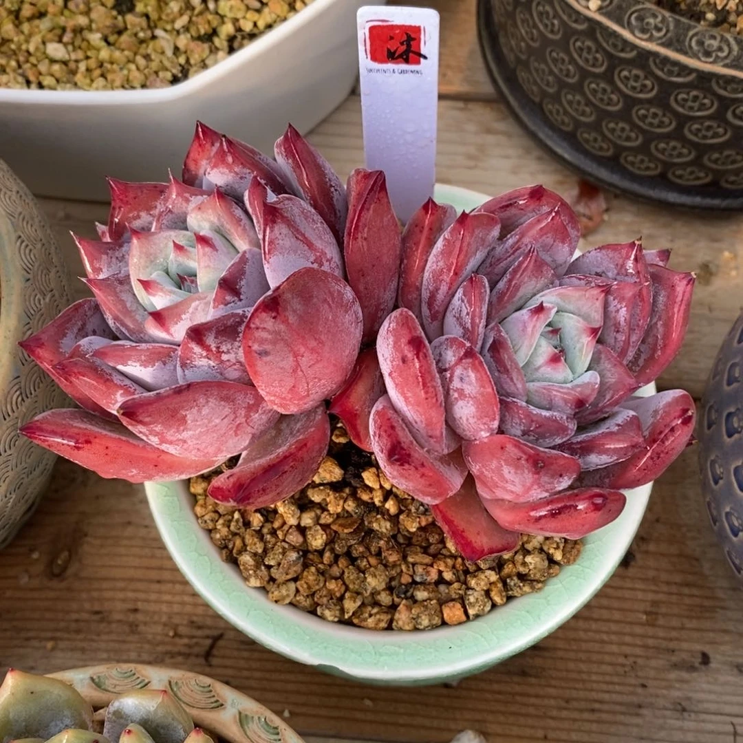 自助下单一物一拍多肉，下滑更多品种选择