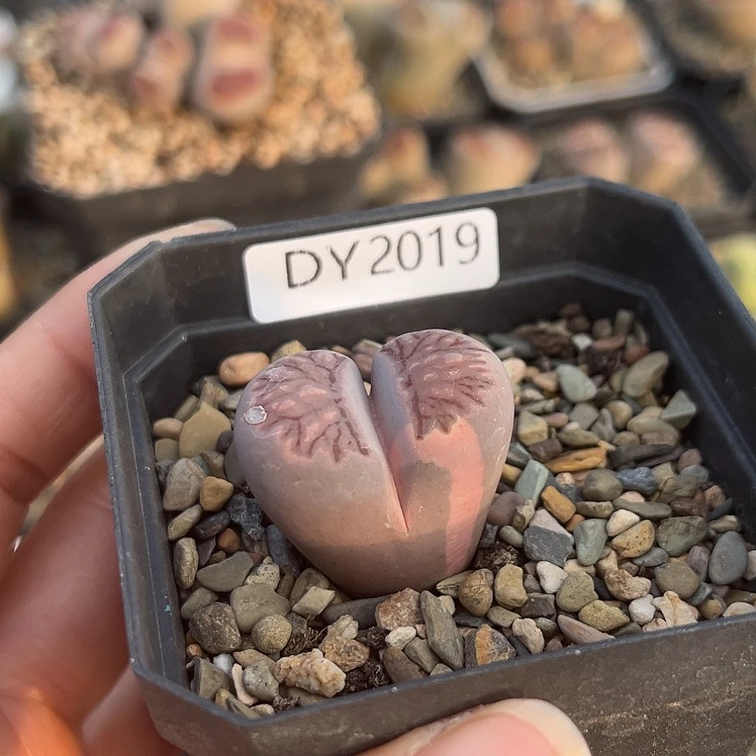 一物一拍菊母本2019紫菊锦