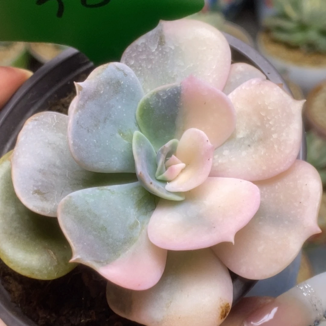 38双子座半覆轮锦锦锦