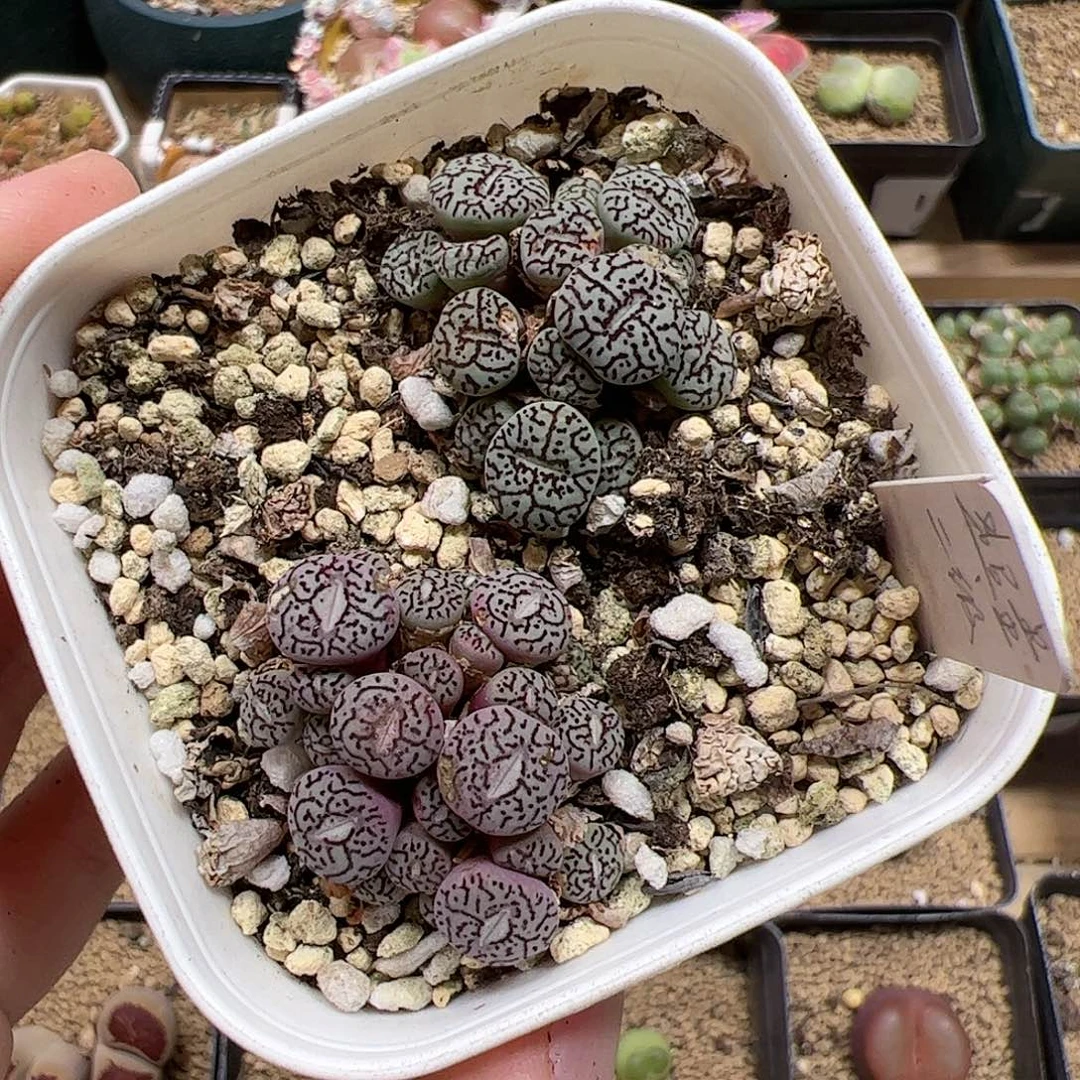 【闪购商品】123 清盒