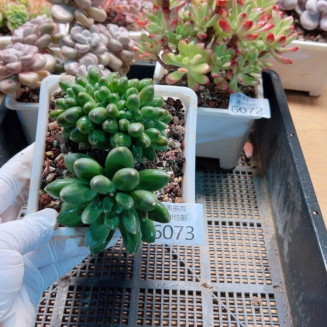 多肉一物一拍6073