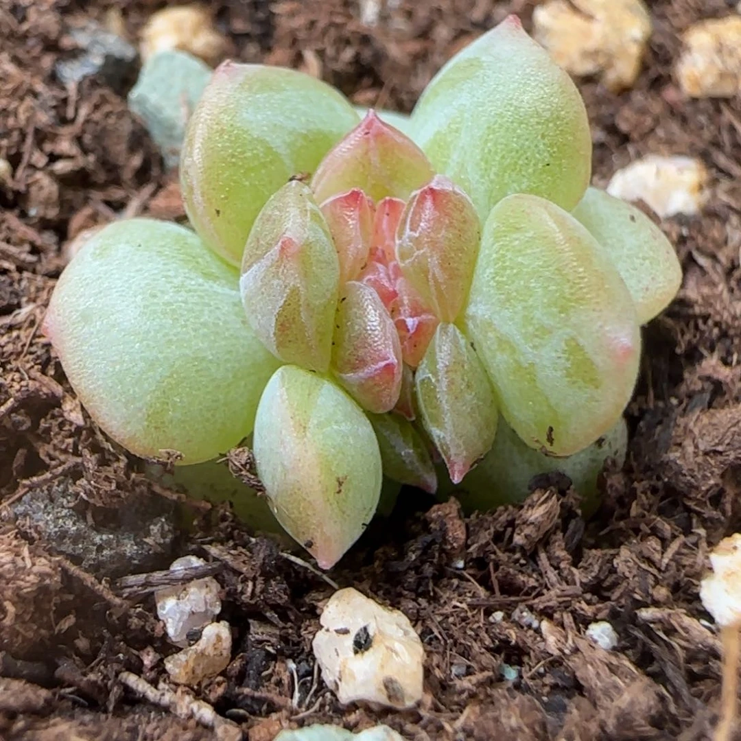 小***糖糖心缀化多肉植物一颗