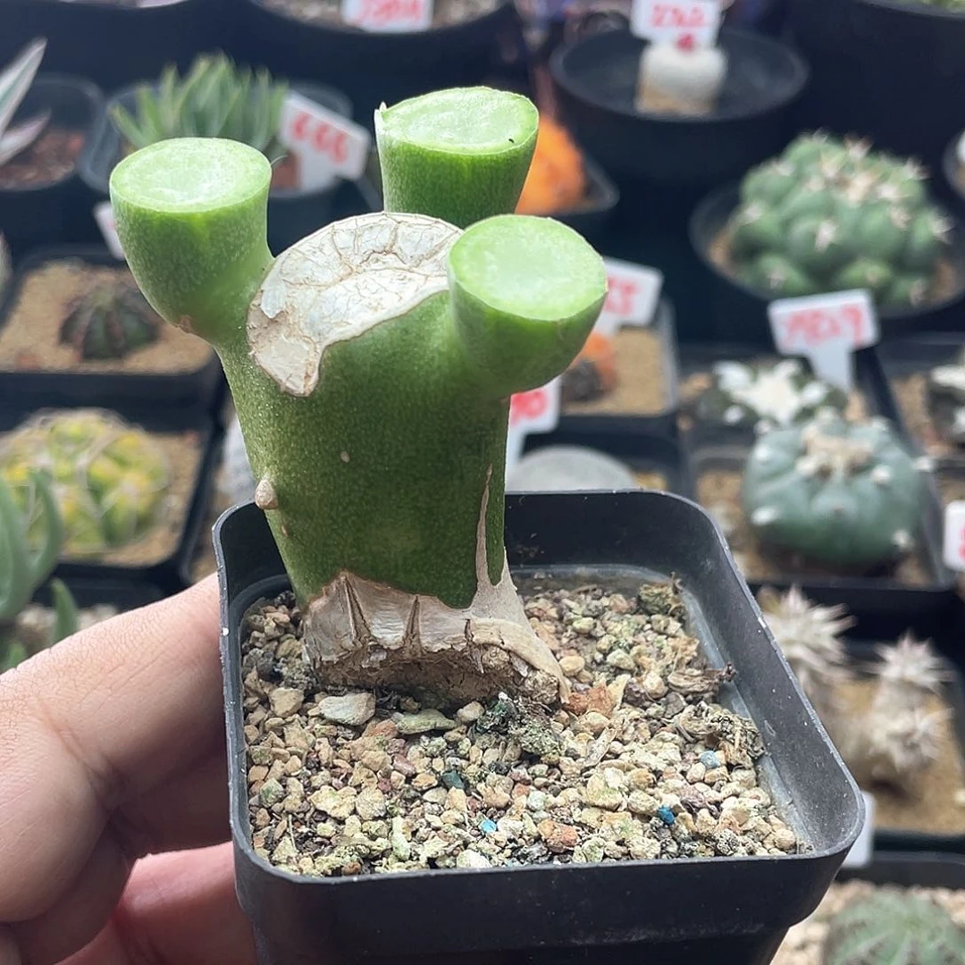 夏丸菊 老桩带盆土发货多肉