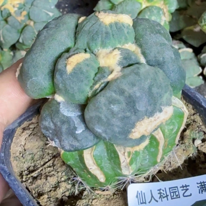 未***1福利苗接蛋尤213仙人球