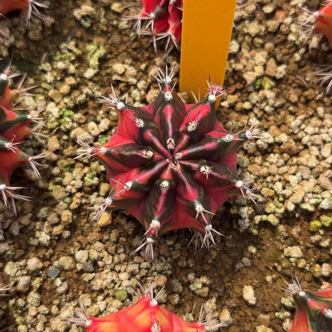 176-1106泰国发货多肉