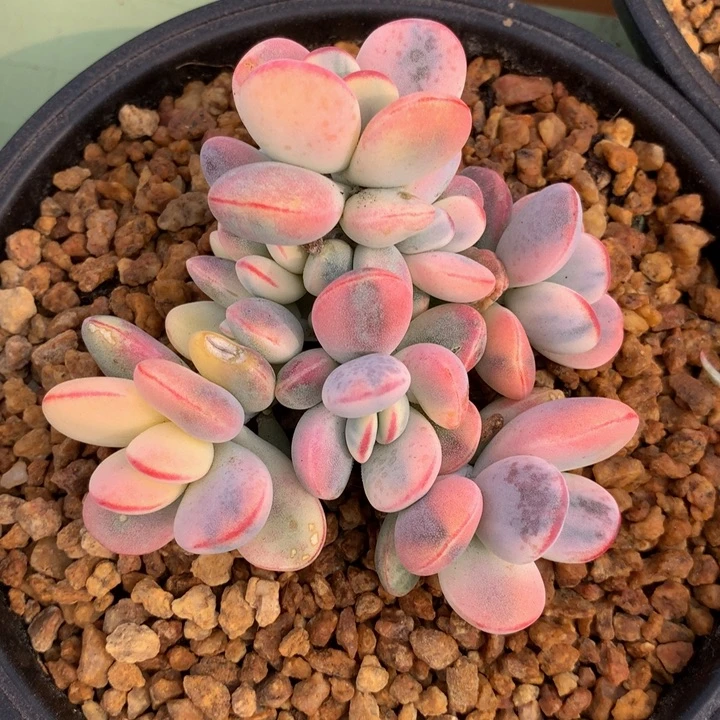 乒乓福娘锦锦上园艺一物一拍