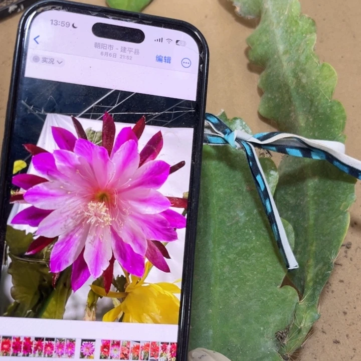 当前无花栽培后可以开花242