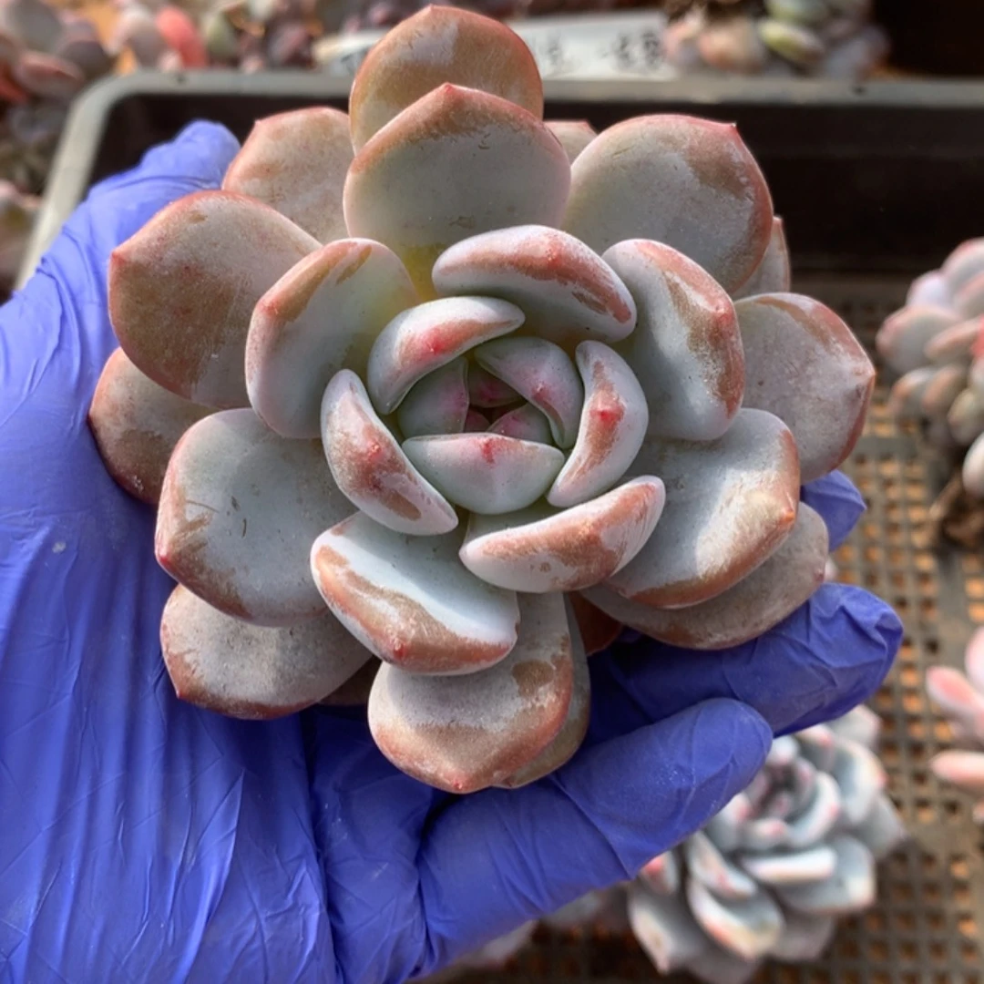 无花朵哈哈哈哈哈哈哈哈36