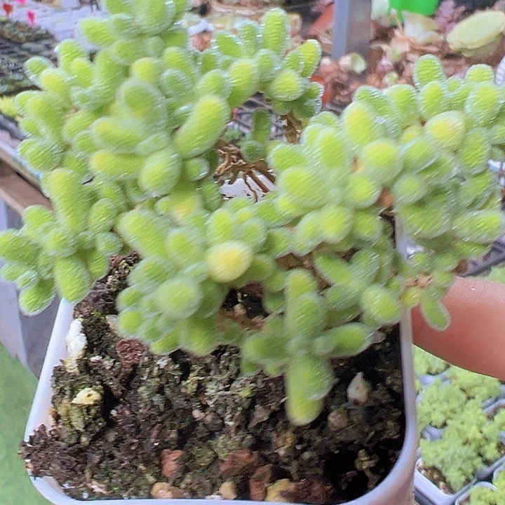 冰晶枝干19包邮多肉植物