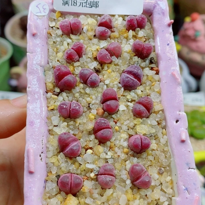 生石花花花花花花410