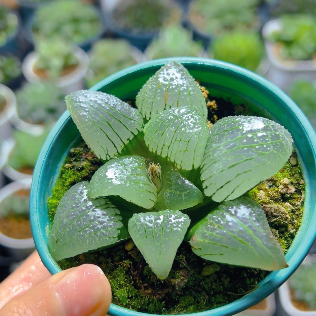 天空之境玉露多肉